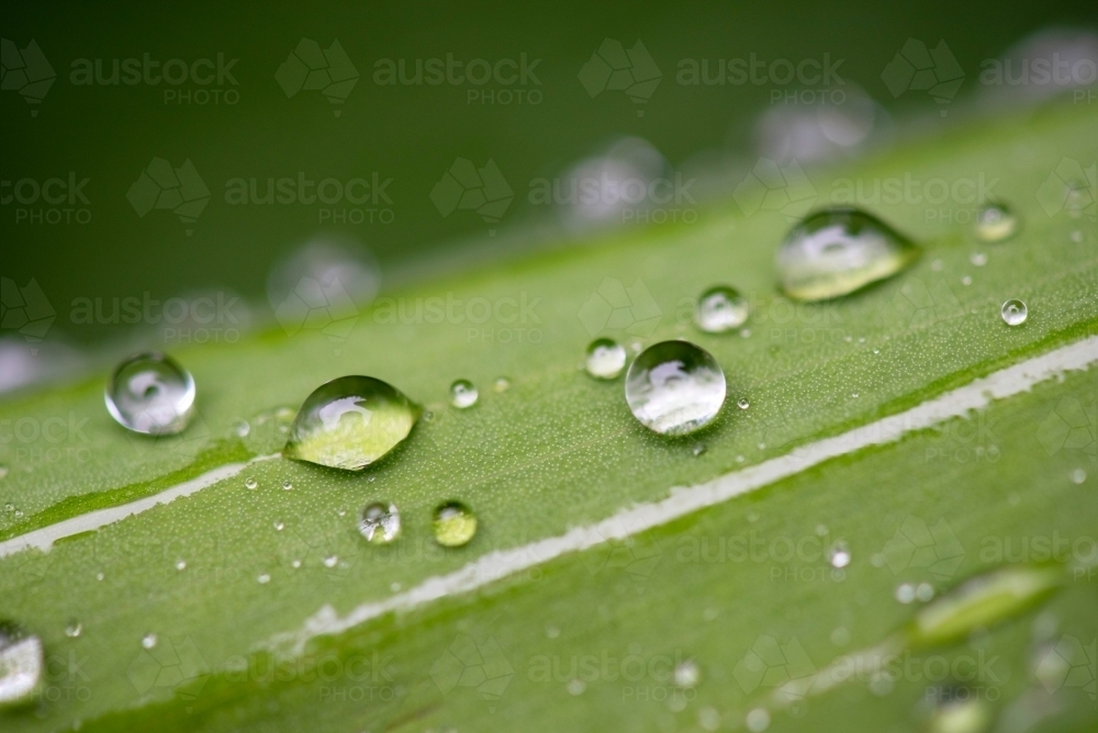 Raindrops on a green leaf - macro - Australian Stock Image