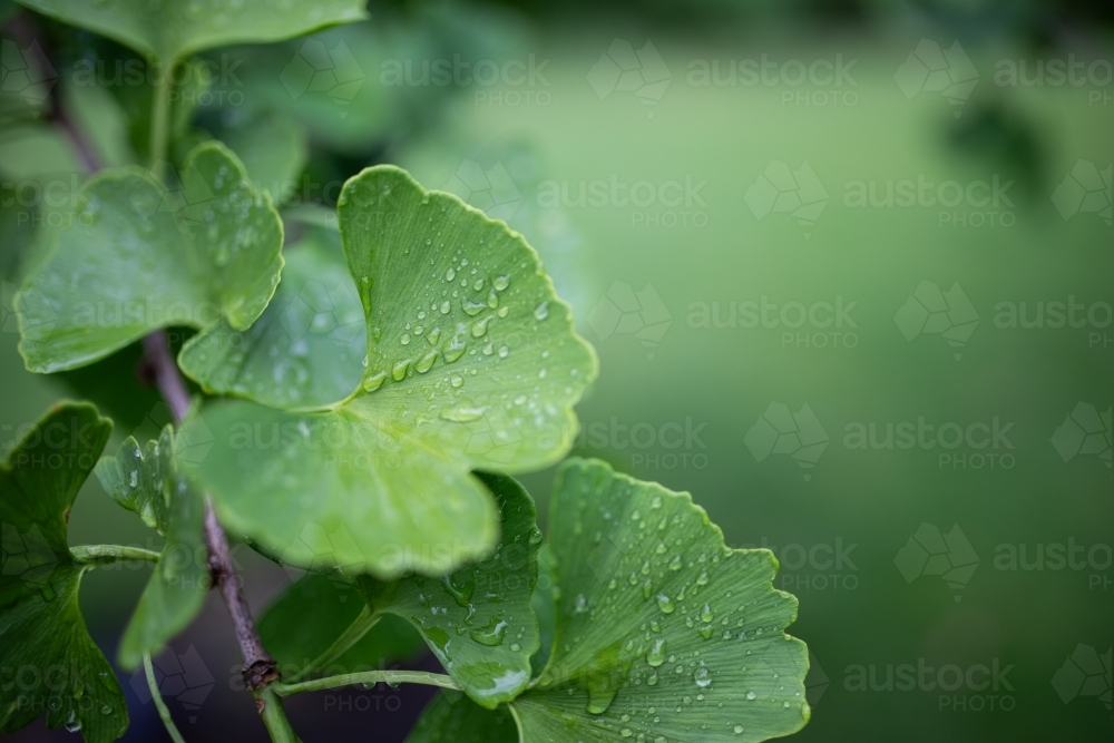 raindrops on green ginkgo leaves from maidenhair tree - Australian Stock Image
