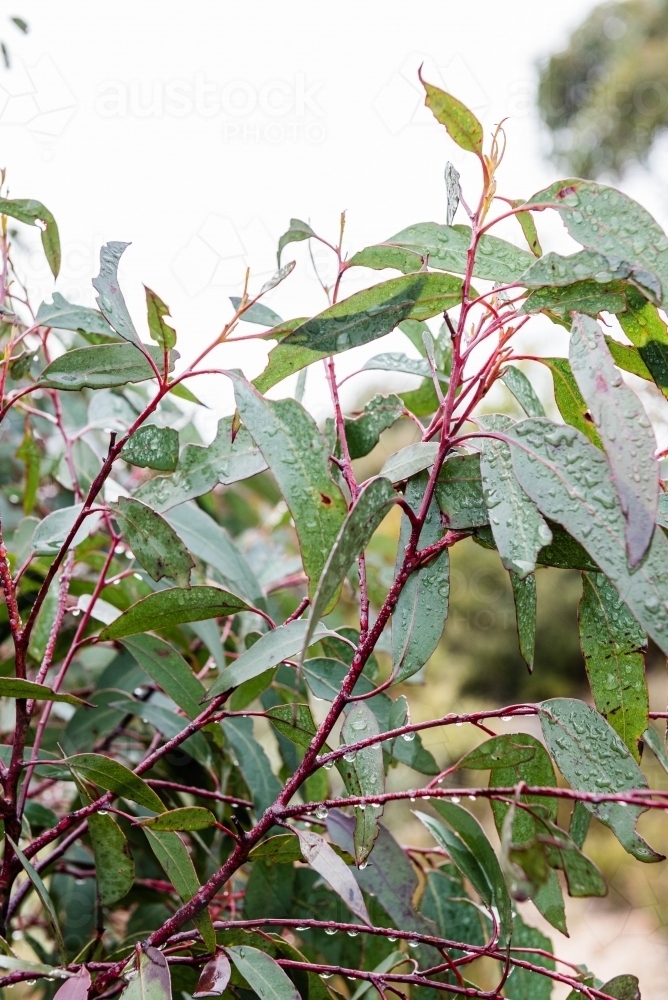 Raindrops on gum branch and leaves - Australian Stock Image