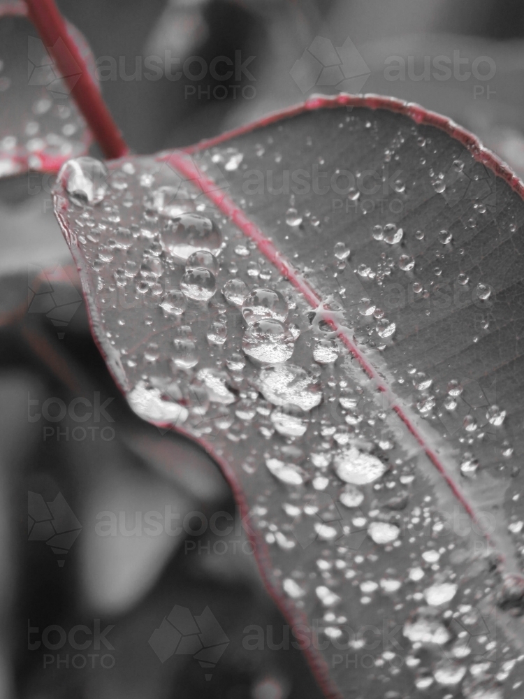 Raindrops on gumleaf, reduced to red and grey/green - Australian Stock Image