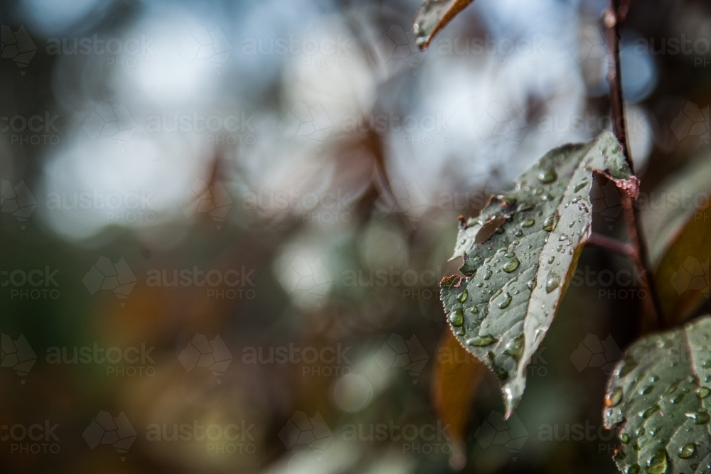 Raindrops on leaves of an ornamental plum tree with copy space - Australian Stock Image