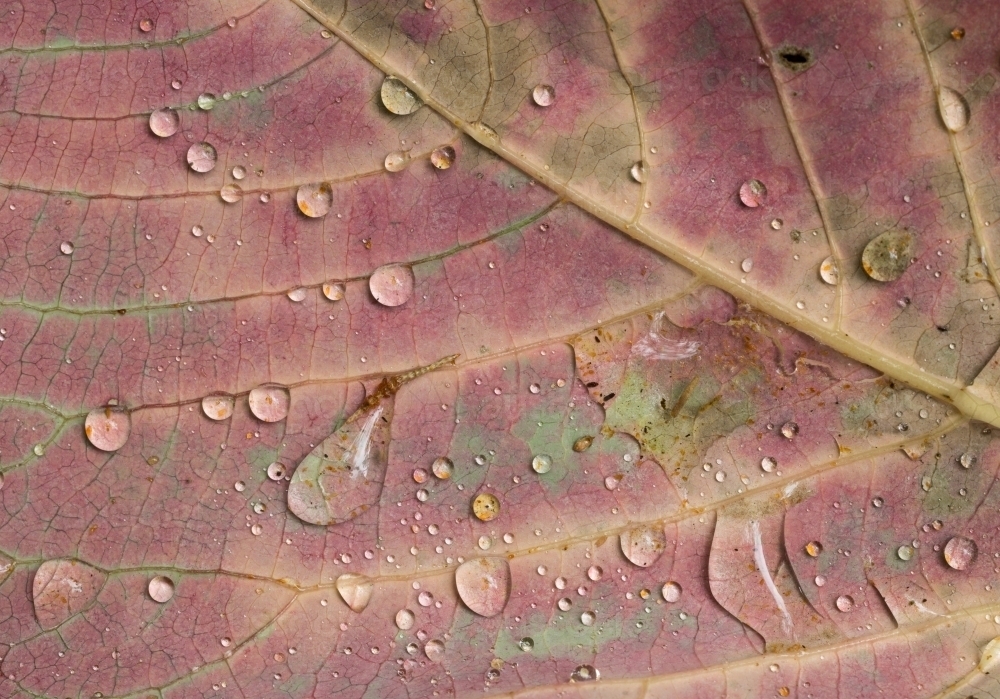 Raindrops on pink leaf with veins - Australian Stock Image