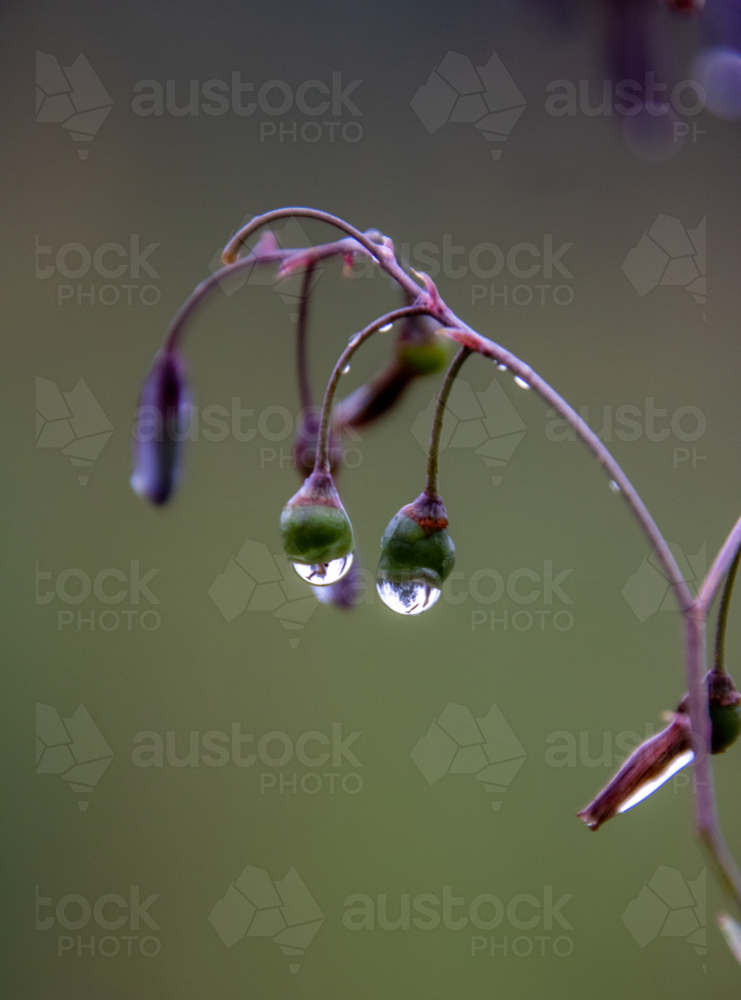 Raindrops waiting to fall from  flower buds - Australian Stock Image
