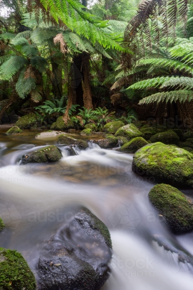 Rainforest ferns and stream - Australian Stock Image