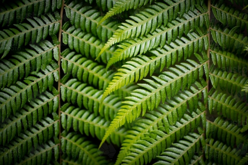 Rainforest Ferns - Australian Stock Image