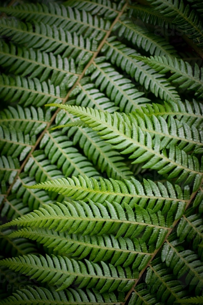 Rainforest Ferns - Australian Stock Image