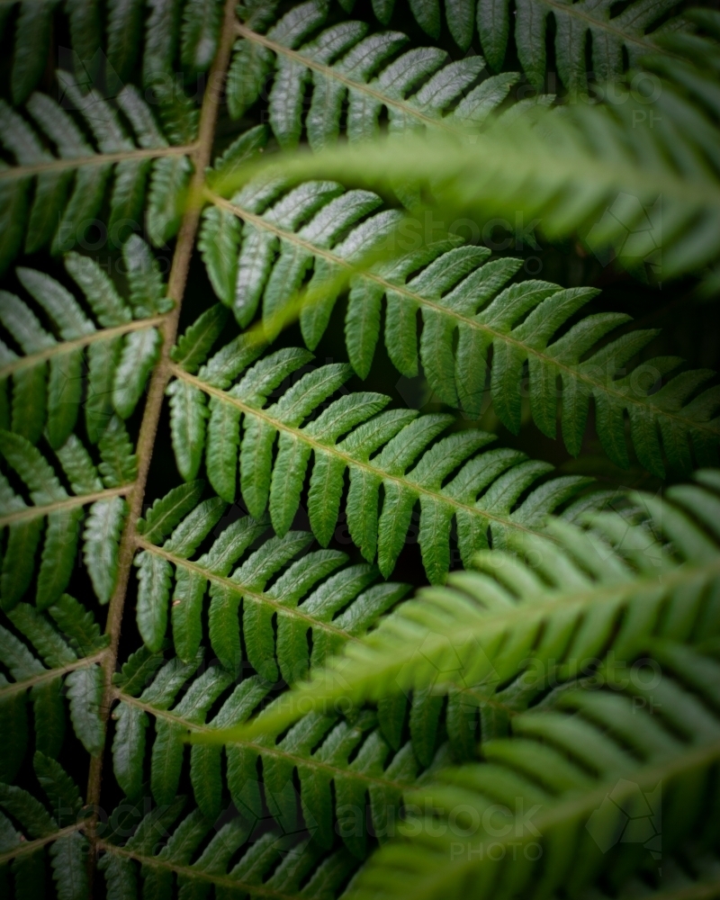 Rainforest Ferns - Australian Stock Image