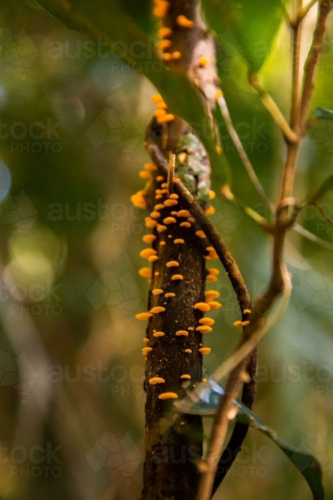 rainforest fungus on a thin tree trunk - Australian Stock Image