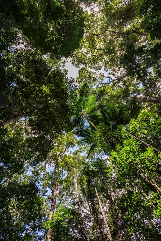 rainforest, looking up - Australian Stock Image