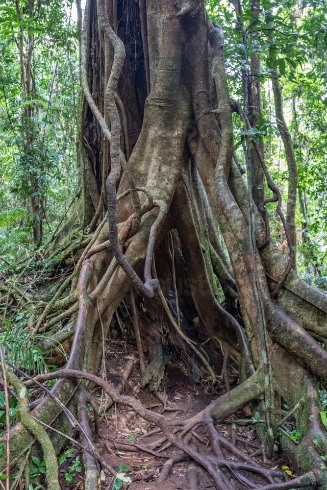 Rainforest Majestic Fig - Australian Stock Image