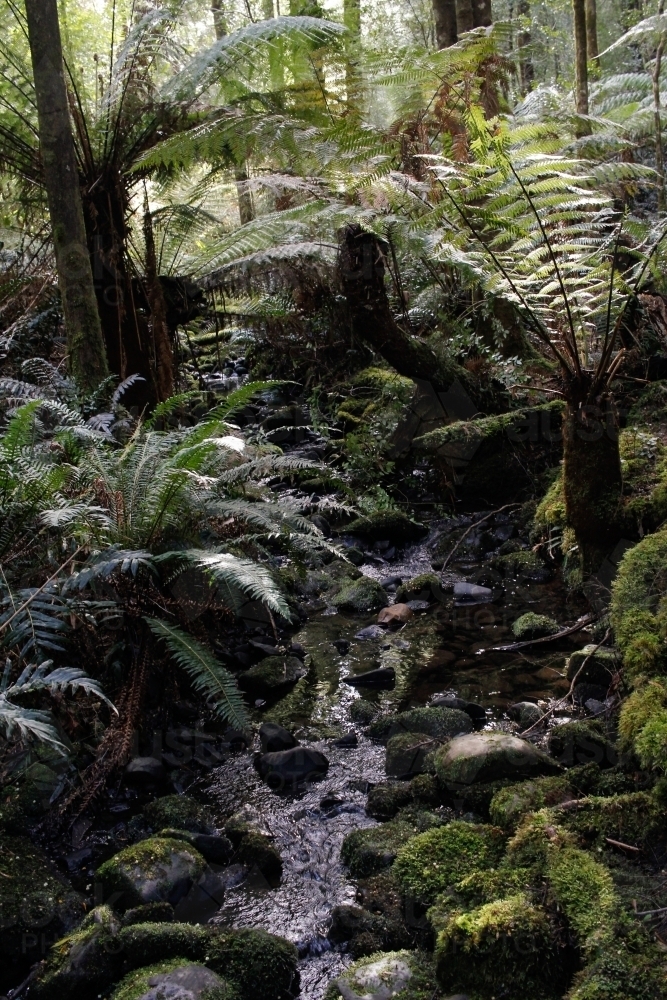 Rainforest mountain creek, Cradle Mountain - Australian Stock Image