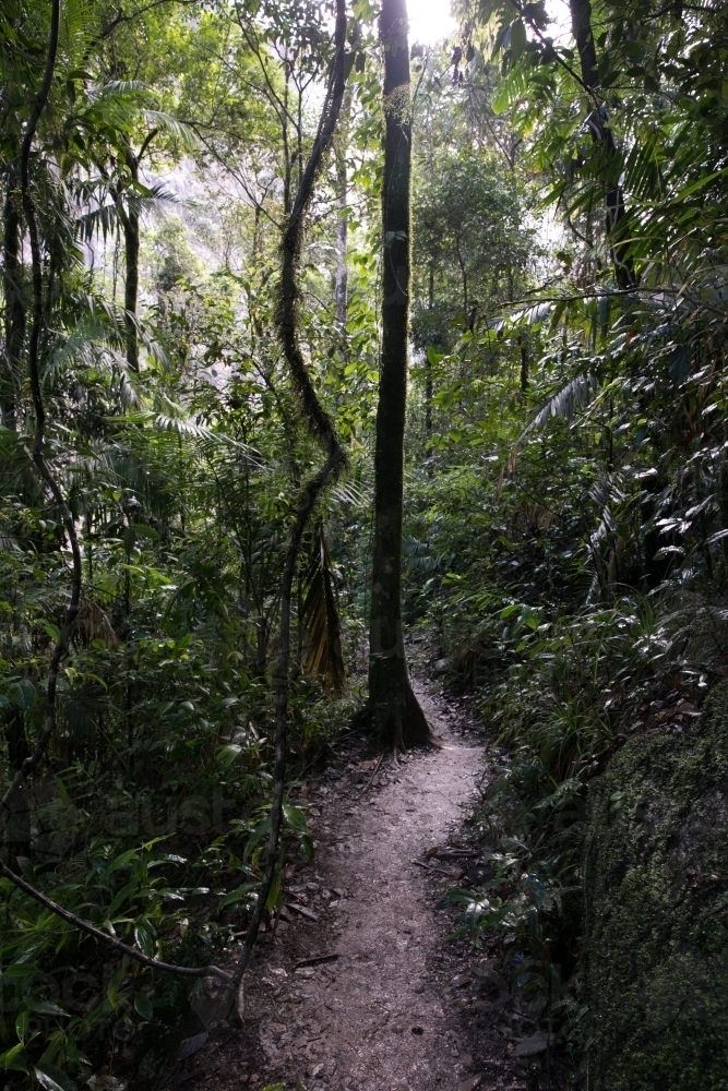 Rainforest trail Wallaman Falls - Australian Stock Image
