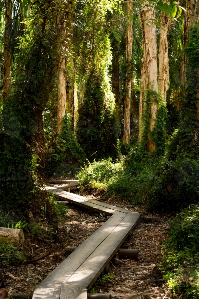 Rainforest walk - Australian Stock Image