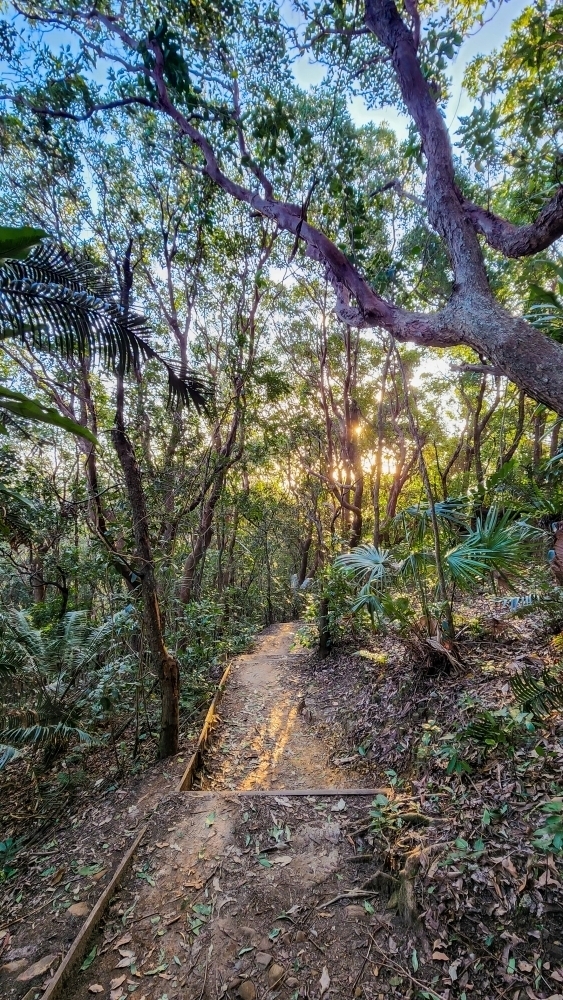 Rainforest walking track at Byron Bay, NSW Australia - Australian Stock Image