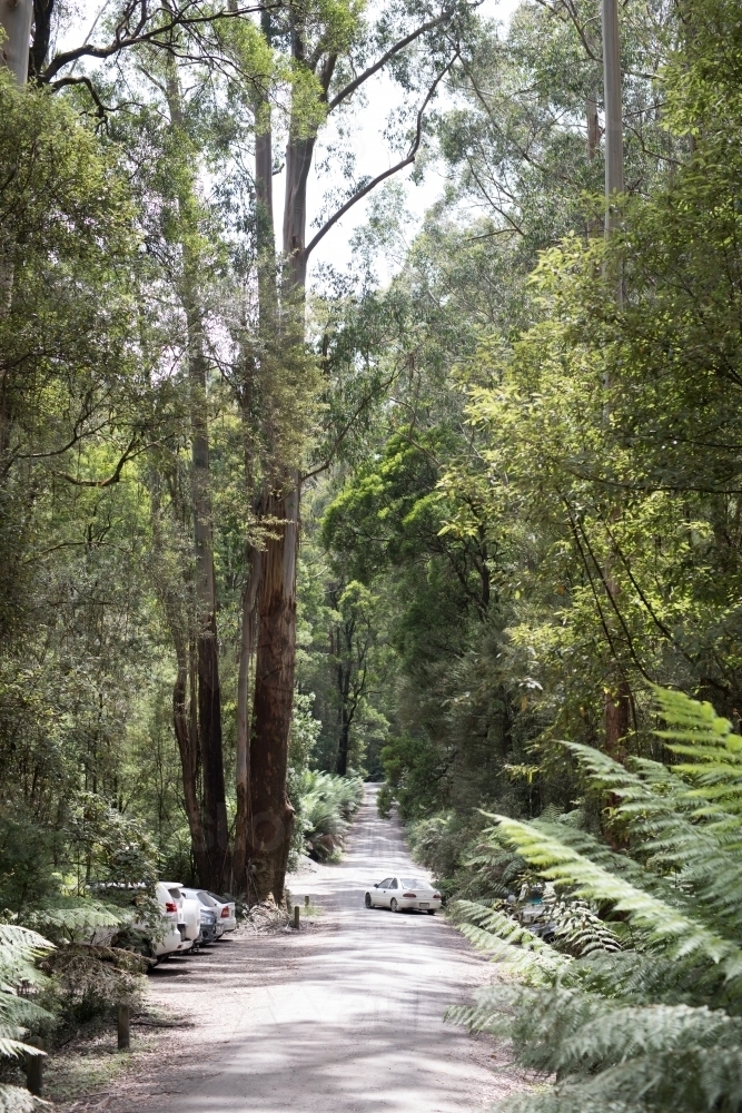 Rainforest walking track - Australian Stock Image