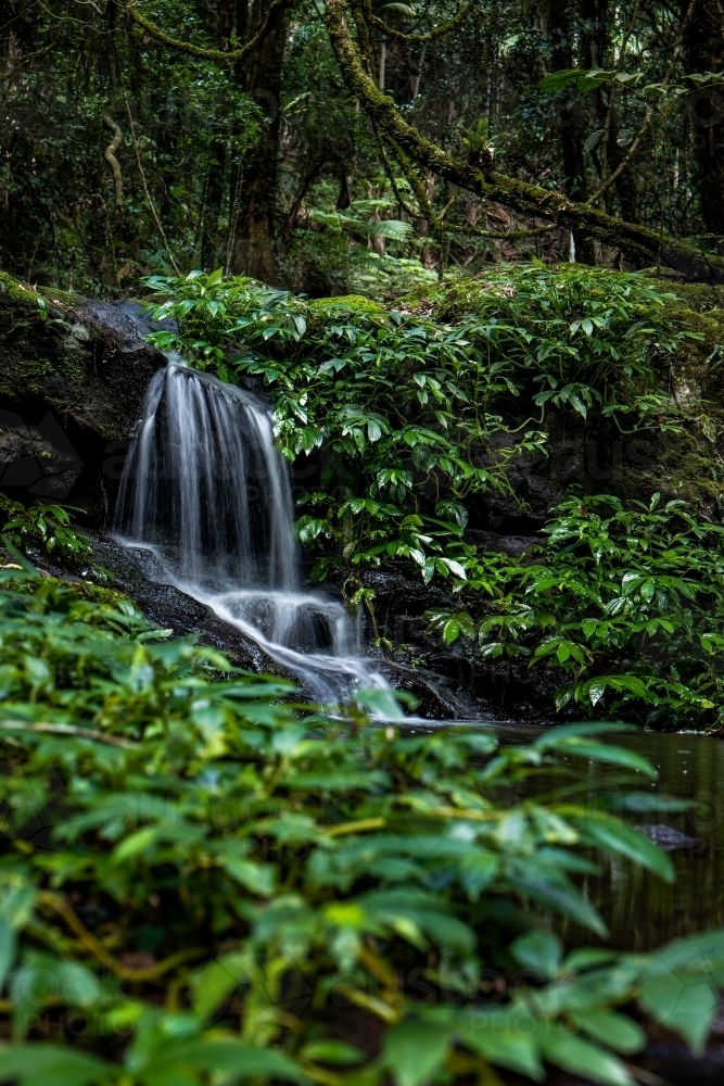 Rainforest waterfall - Australian Stock Image
