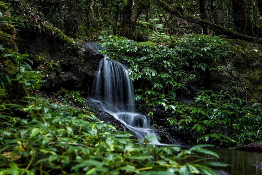 Rainforest waterfall - Australian Stock Image