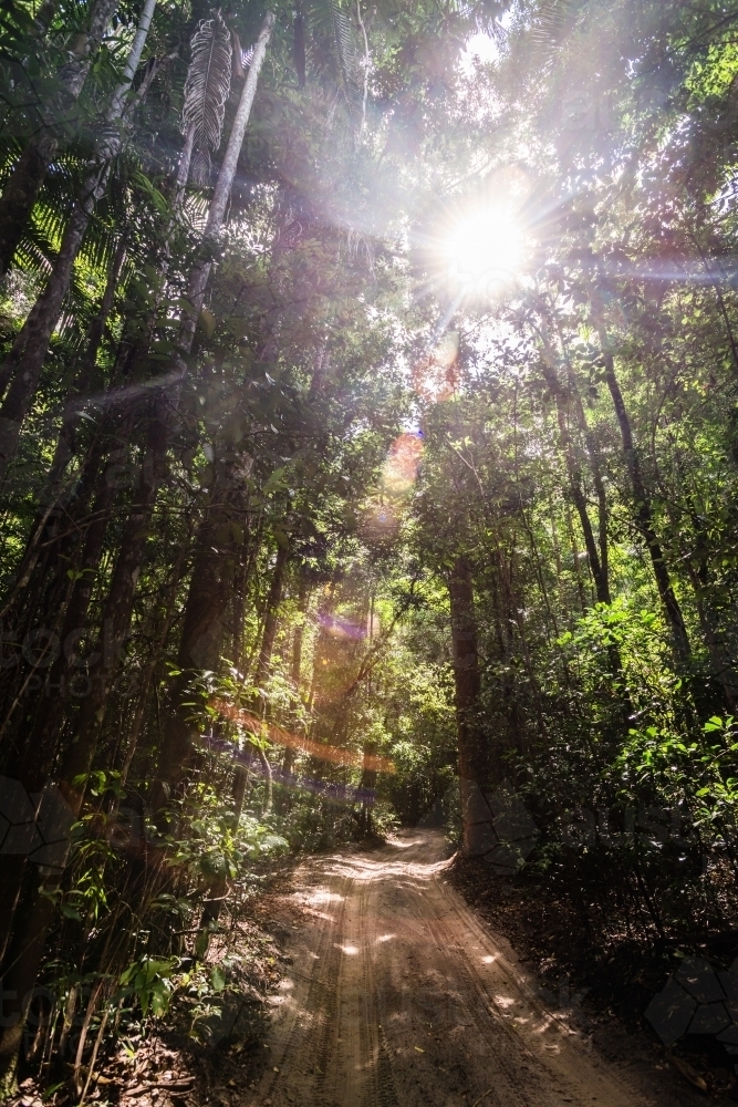 rainforest with sun flare - Australian Stock Image