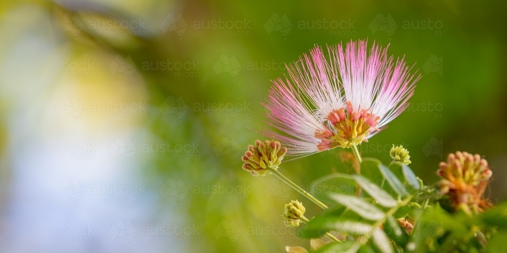 Raintree flower, Darwin native tree - Australian Stock Image