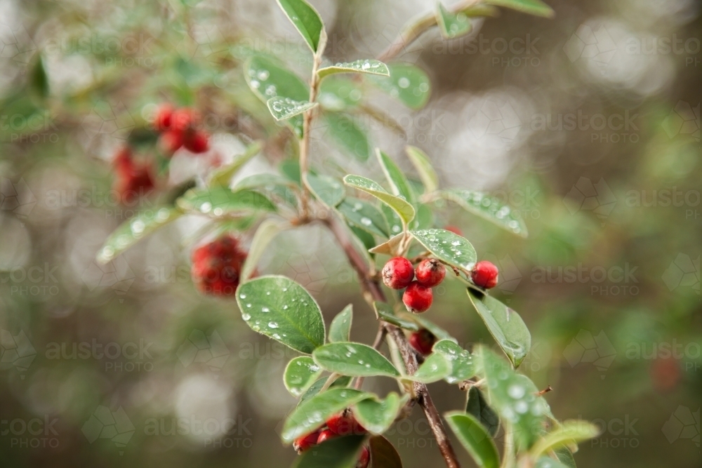 Rainwater and red berries on green leafy bush - Australian Stock Image