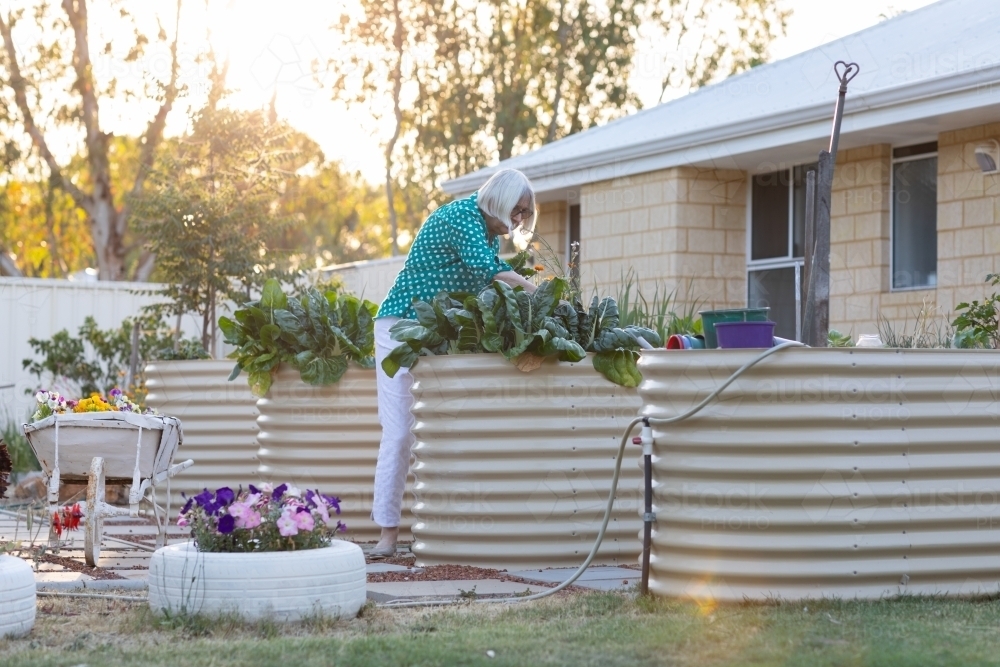 raised garden beds in suburban backyard with lady tending garden - Australian Stock Image