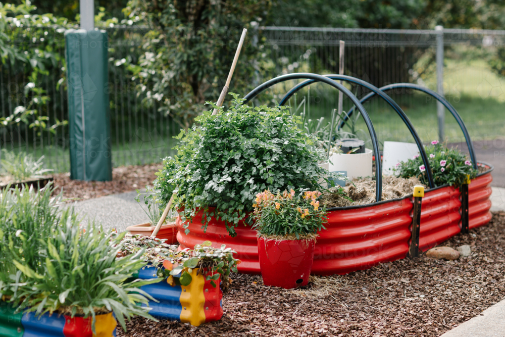 Raised plant beds with variety of flowers. - Australian Stock Image