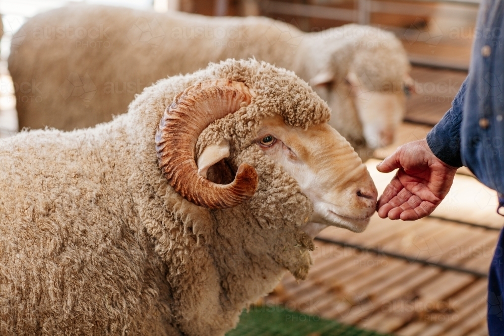Ram and Farmer - Australian Stock Image