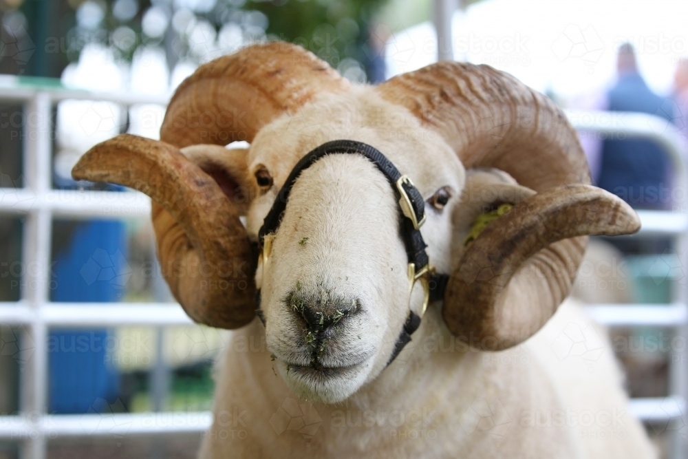 Ram with horns - Australian Stock Image