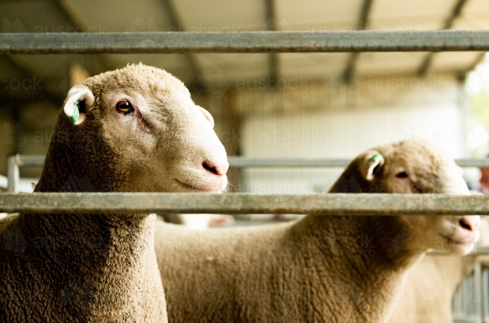 Rams in a pen - Australian Stock Image