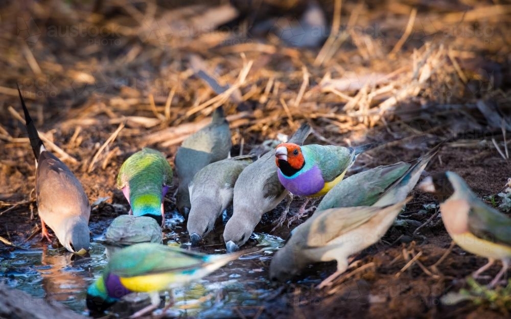 Rare and endangered Gouldian Finches Drinking at a Soak - Australian Stock Image