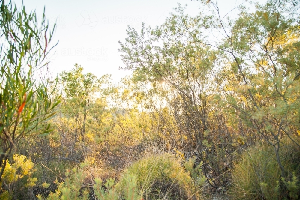 Rare native porcupine grass among bushes in morning light - Australian Stock Image