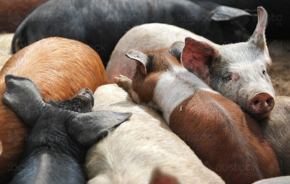 Rare pigs sleeping - Australian Stock Image