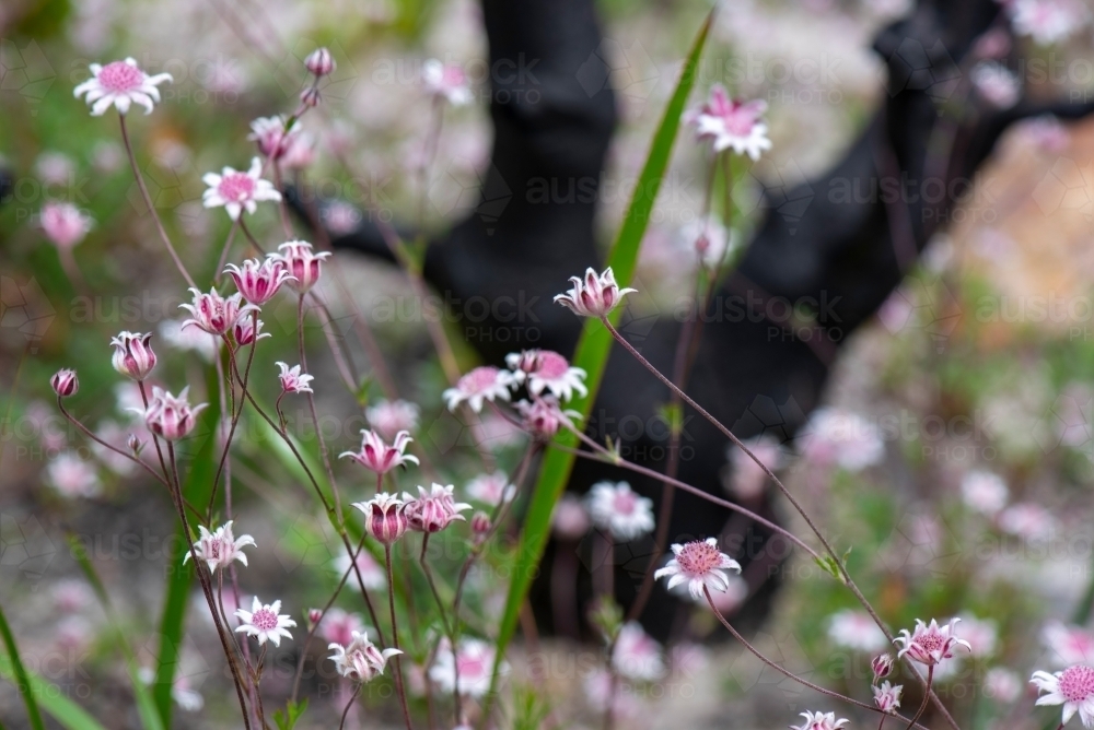 Rare pink Flannel Flowers (Actinotus forsythii) - Australian Stock Image