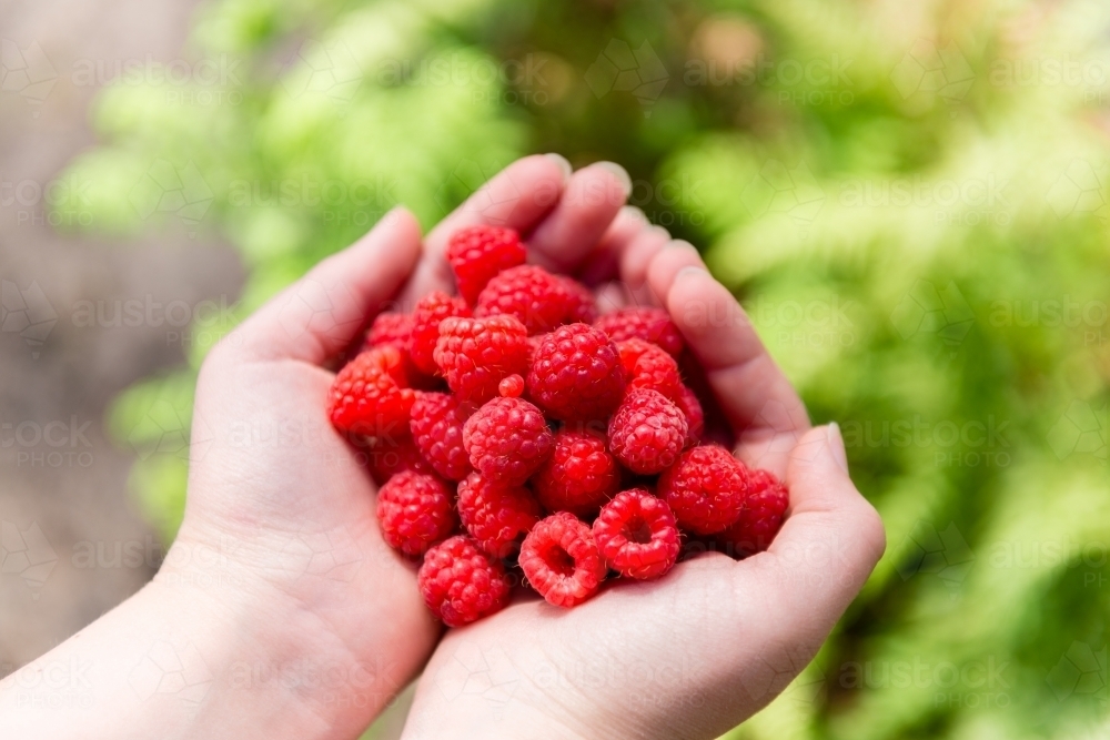 raspberries in girls hands - Australian Stock Image