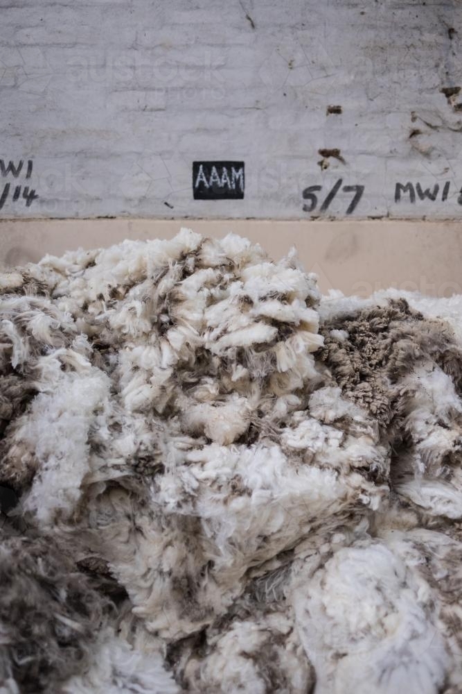 Image of Raw wool in wool sorting warehouse Austockphoto