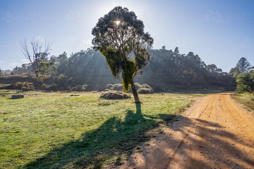 Rays of light coming through the branches of a solitary gum tree on the side of a country road - Australian Stock Image