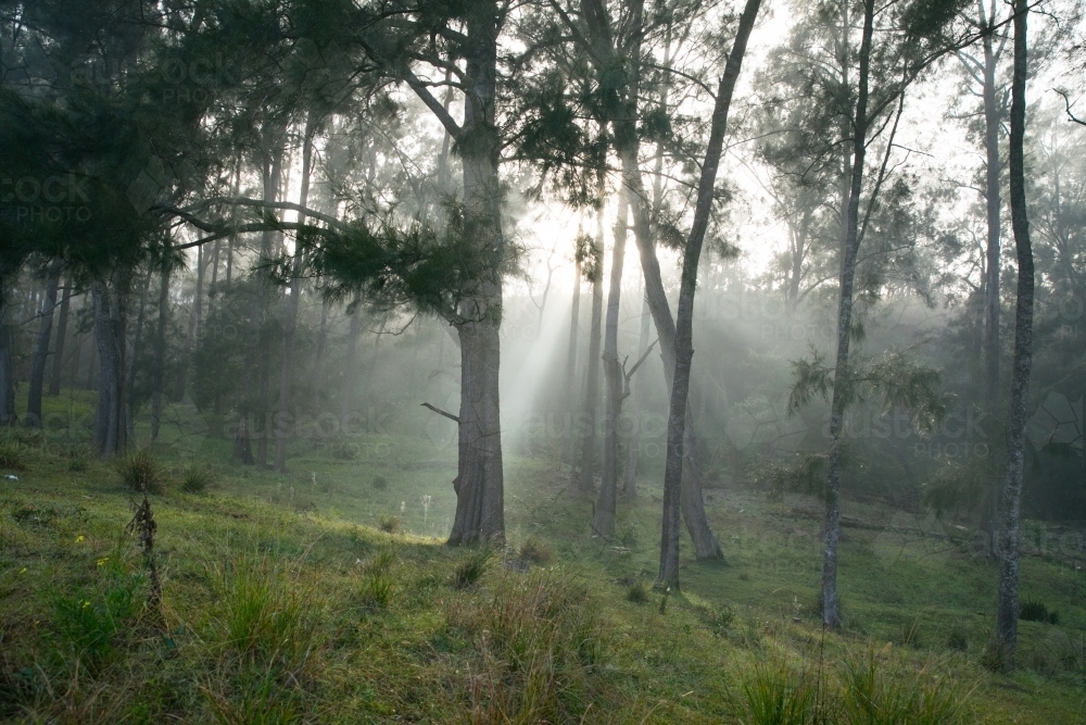 rays of light through trees on foggy damp morning on the farm - Australian Stock Image