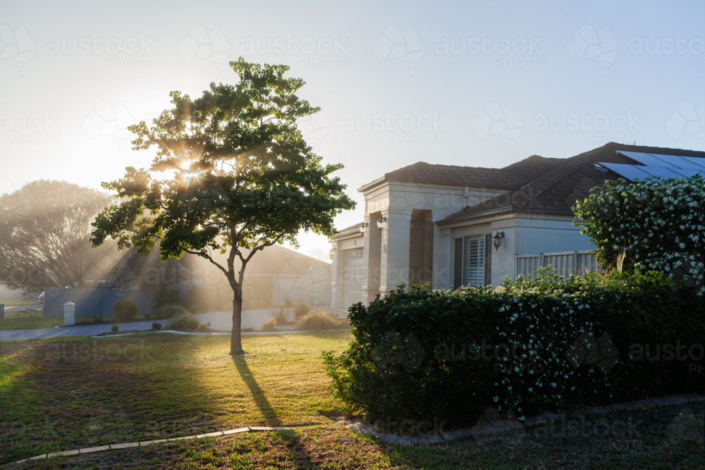 Rays of morning light streaming through mist between tree beside suburban home - Australian Stock Image