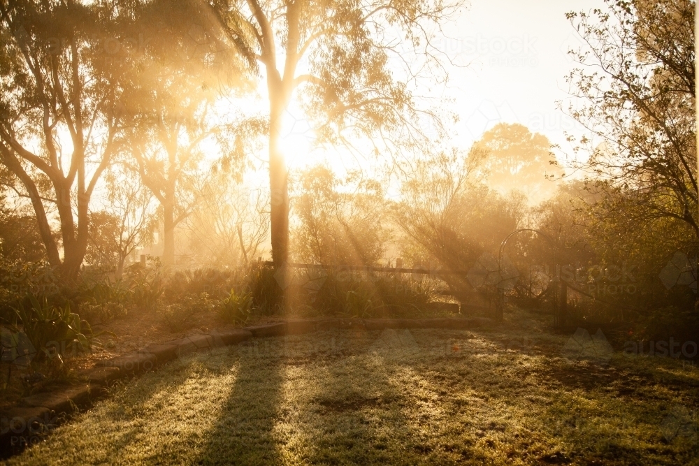Rays of morning sunlight shining through branches of gum tree in garden - Australian Stock Image