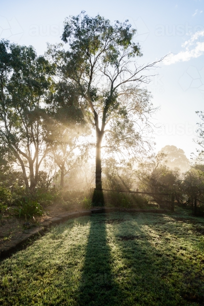 Rays of morning sunlight shining through branches of gum tree in garden - Australian Stock Image