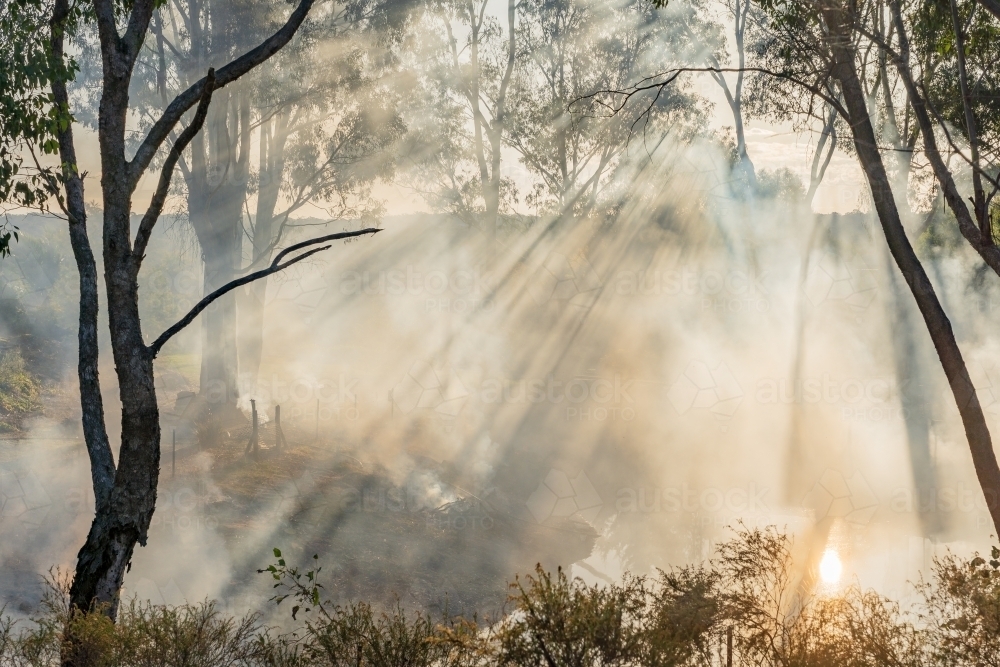 Rays of sunlight coming through trees and smoke from burning off in bushland at Campbell's Creek - Australian Stock Image
