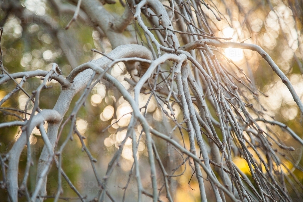 Rays of sunlight glow through winter sticks on a tree - Australian Stock Image