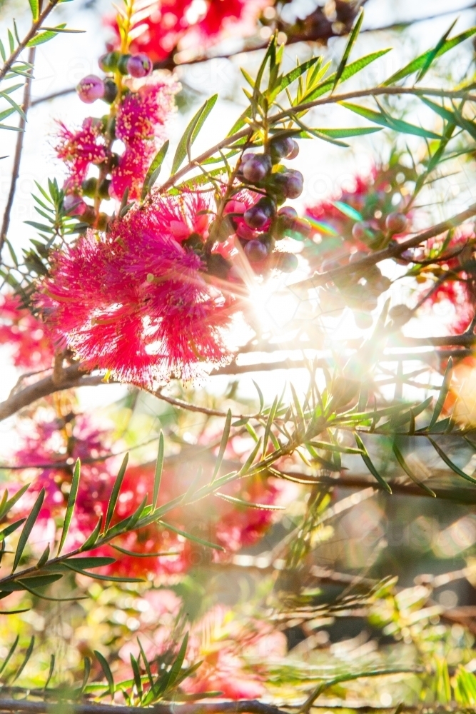 Rays of sunlight shine through flowering pink bottlebrush - Australian Stock Image