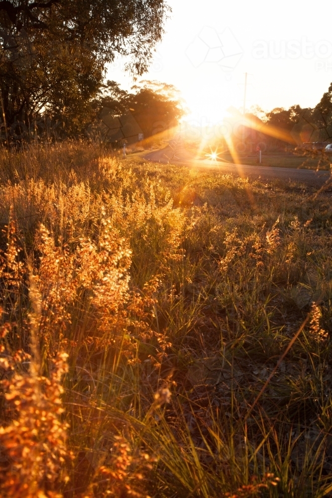 Rays of sunlight shining on grass along a rural road - Australian Stock Image