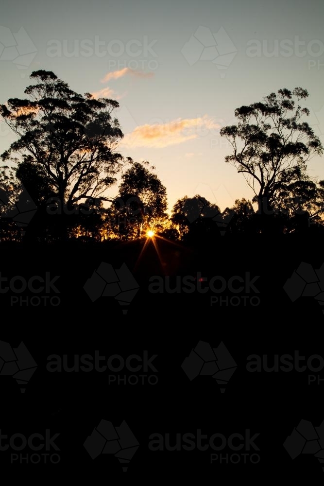 Rays of sunlight shining through silhouettes of trees in paddock - Australian Stock Image