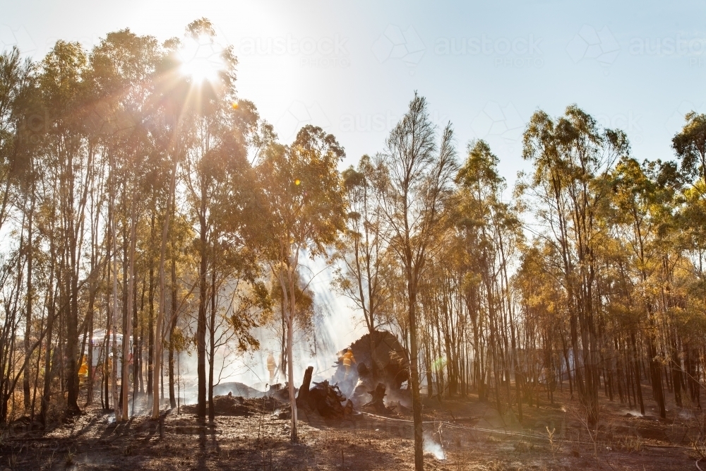 Image of Rays of sunlight through bushfire smoke and trees - Austockphoto