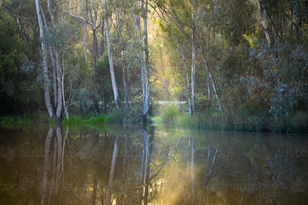 Rays of sunshine breaking though gum trees around a waterhole in the Australian bush - Australian Stock Image