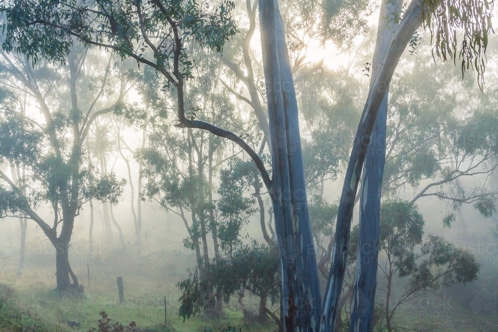 Rays of sunshine breaking through fog amongst gumtrees - Australian Stock Image