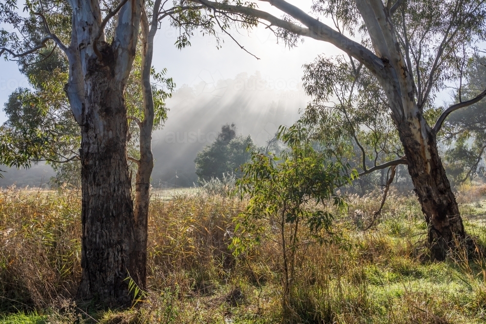 rays of sunshine breaking through fog between large gum trees - Australian Stock Image