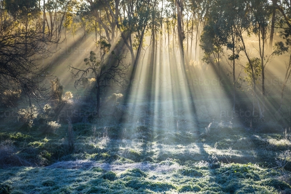 Rays of sunshine breaking through morning fog amongst gum trees - Australian Stock Image